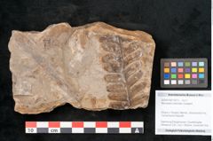 Foto (Objekt + Etikett) von Neuropteris pteroides Goeppert (NHMW-GEO-2024-0188-10672)